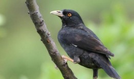 搞笑八哥爆料视频下载大全,笑料横飞，欢乐无限